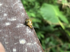 Ovachlamys fulgens