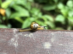 Ovachlamys fulgens