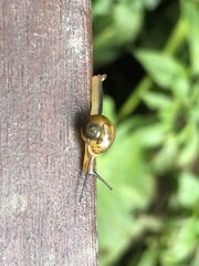 Ovachlamys fulgens