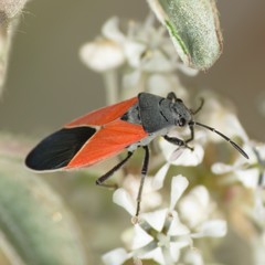 Melanopleurus belfragei