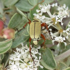 Macrodactylus uniformis