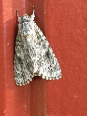 Acronicta rubricoma