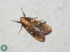 Cresera annulata