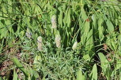 Lupinus lepidus confertus