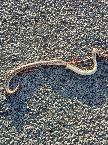 Spotted Python sighting