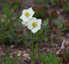 Anemonastrum zephyrum