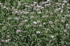 Monardella odoratissima pallida