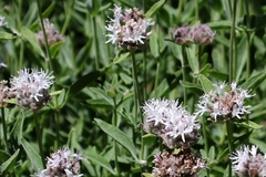 Monardella odoratissima pallida