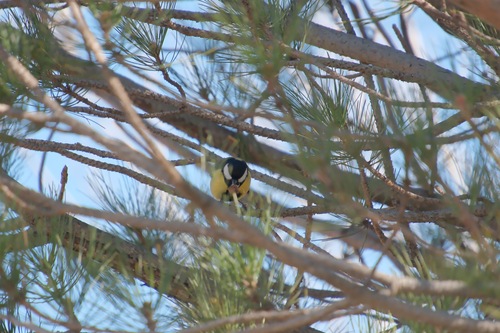 Great Tit