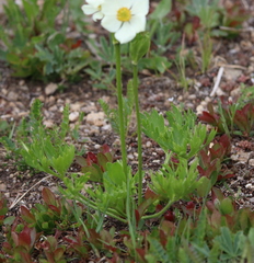 Anemonastrum zephyrum