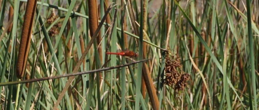 Cardinal Meadowhawk from San Diego National Wildlife Refuge, Chula ...