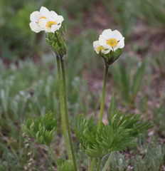 Anemonastrum zephyrum