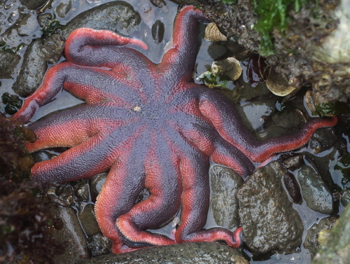 Solaster pacificus