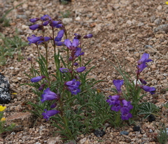 Penstemon hallii