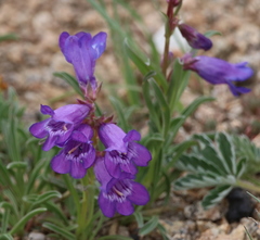 Penstemon hallii