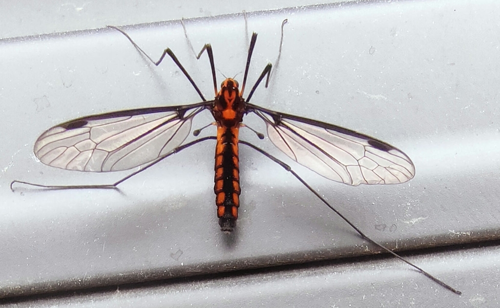 Leptotarsus dux