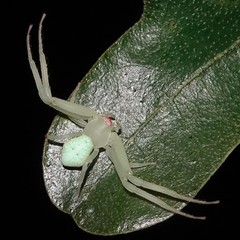 Misumessus oblongus