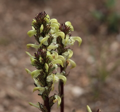 Pedicularis parryi