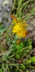 Hypericum scouleri