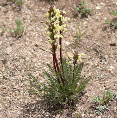 Pedicularis parryi