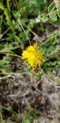 Hypericum scouleri