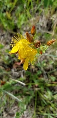 Hypericum scouleri
