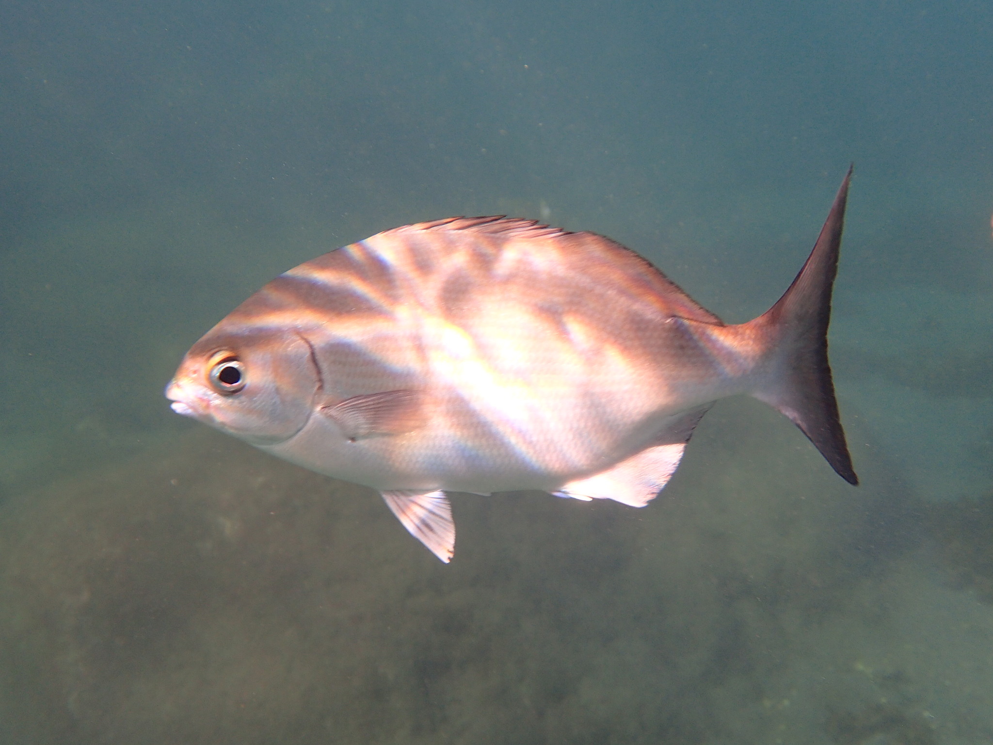Chopa blanca