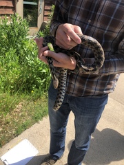Pantherophis ramspotti