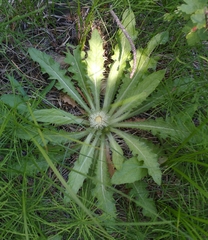 Cirsium scariosum