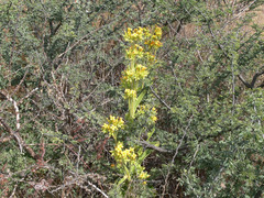 Kalanchoe lanceolata