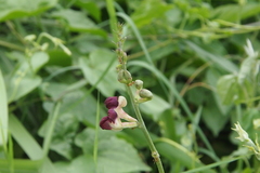 Macroptilium lathyroides