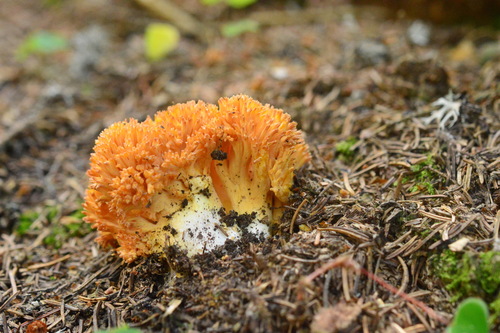 gullkorallsopp