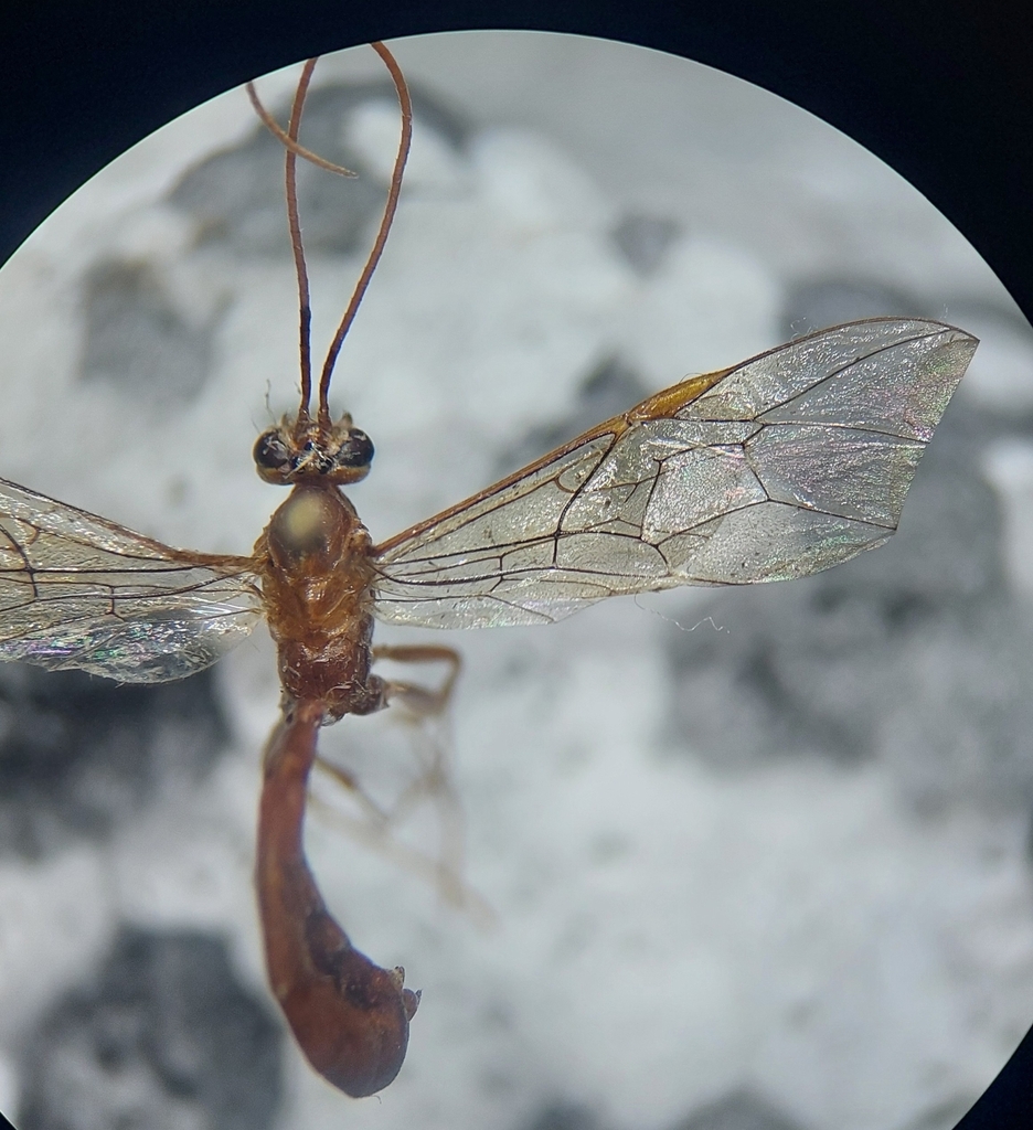 Ichneumon wasp