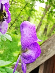 Aconitum fischeri