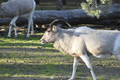 Addax nasomaculatus