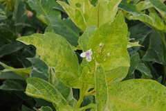 Pseuderanthemum carruthersii