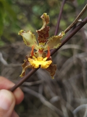 Cyrtopodium holstii, photograph (c) Lucas Kaminski, some rights reserved (CC BY)