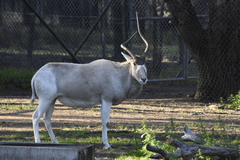 Addax nasomaculatus