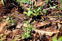 Pedicularis semibarbata