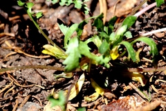 Pedicularis semibarbata