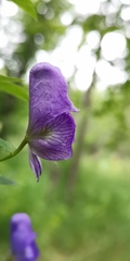 Aconitum fischeri