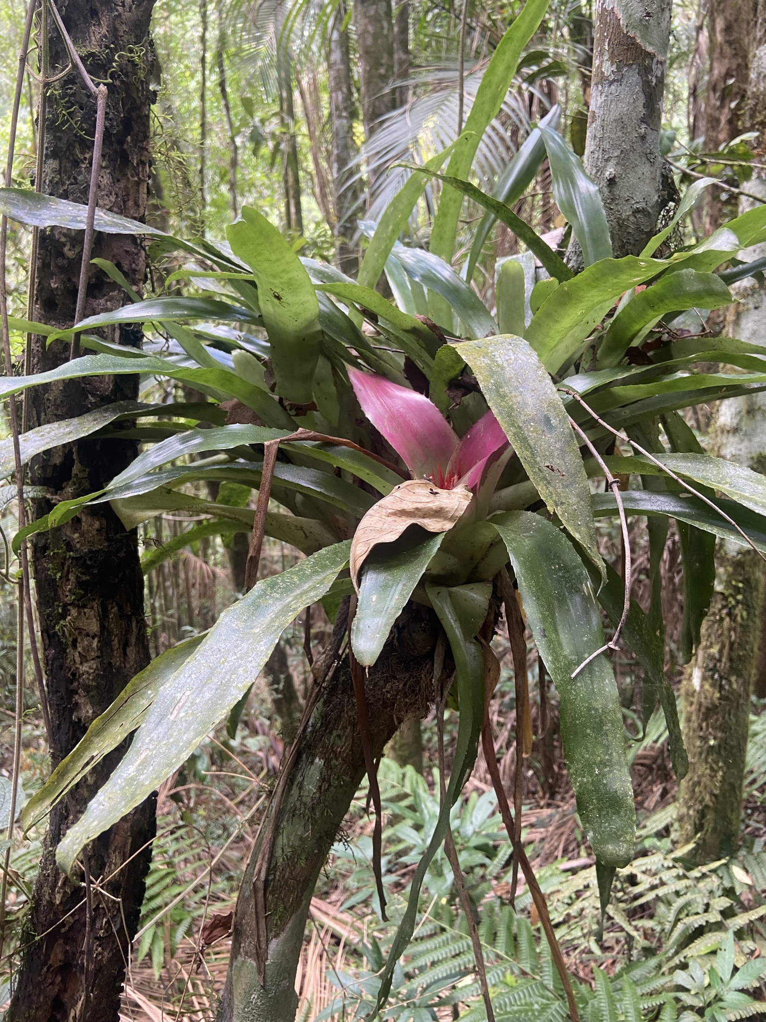 Neoregelia lymaniana
