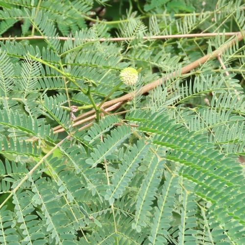 Guaje (Leucaena leucocephala)
