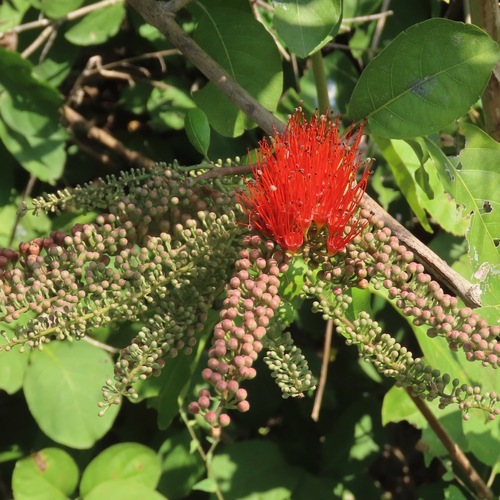 Chupamiel (Combretum farinosum)