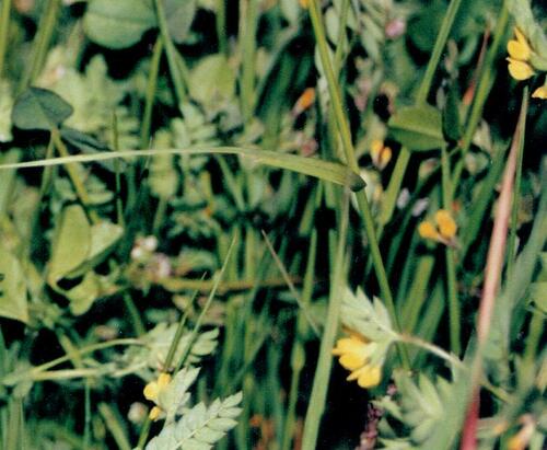 Ornithopus compressus iNat (3)