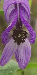 Aconitum fischeri