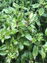 Coprosma tenuifolia