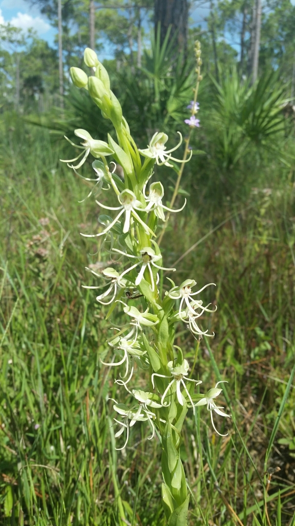 Habenaria macroceratitis