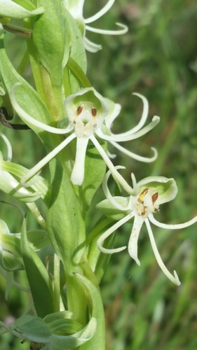 Image of Habenaria macroceratitis by (c) Jay Horn, some rights reserved (CC BY)