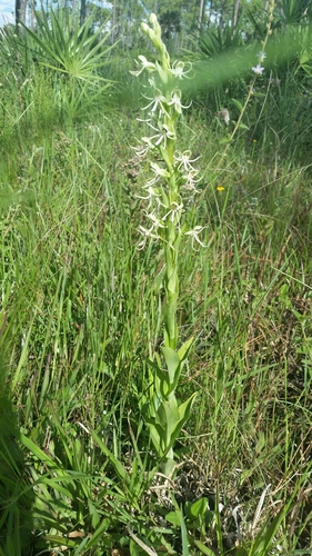 Image of Habenaria macroceratitis by (c) Jay Horn, some rights reserved (CC BY)